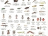 goodbugs