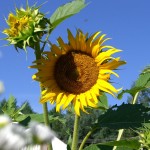 We are evolving to eating naturally and greener