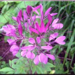 cleome