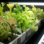 Time to make the salad