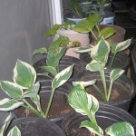 hosta