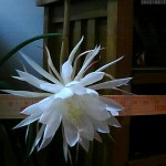night blooming cereus