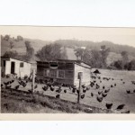 Granna's Chickens