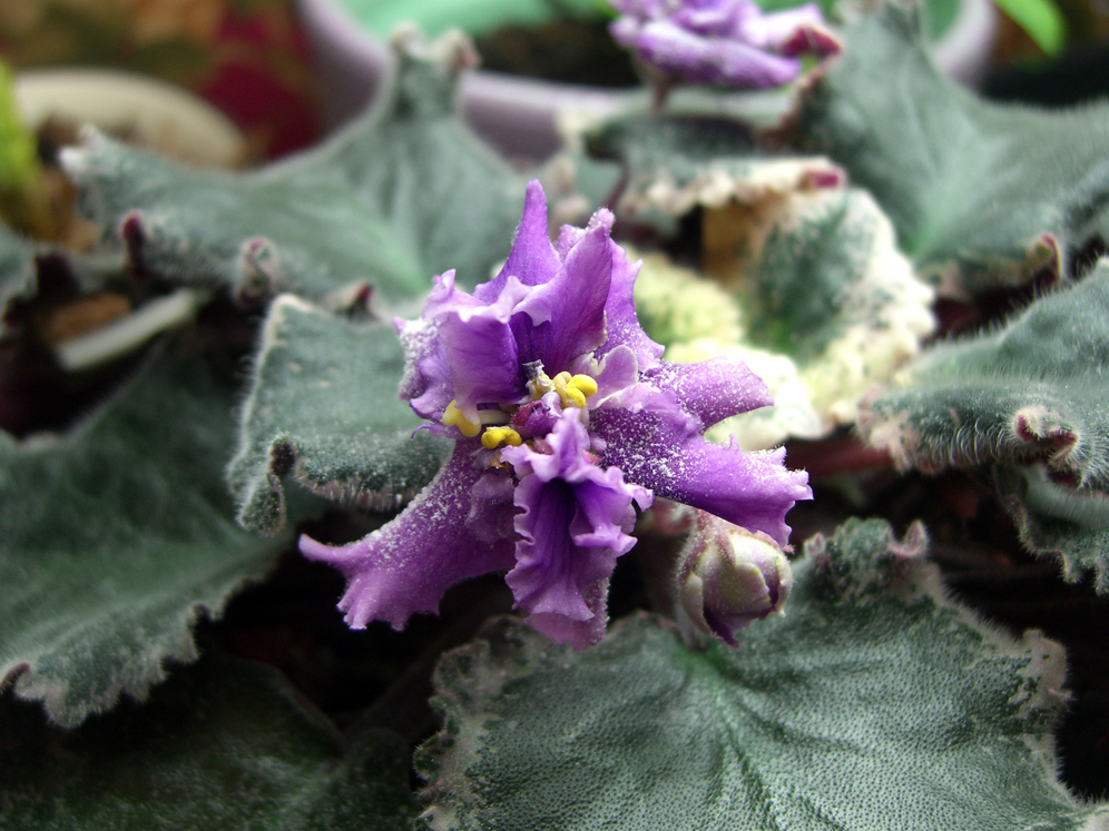 Violets