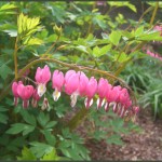 The Bleeding Heart
