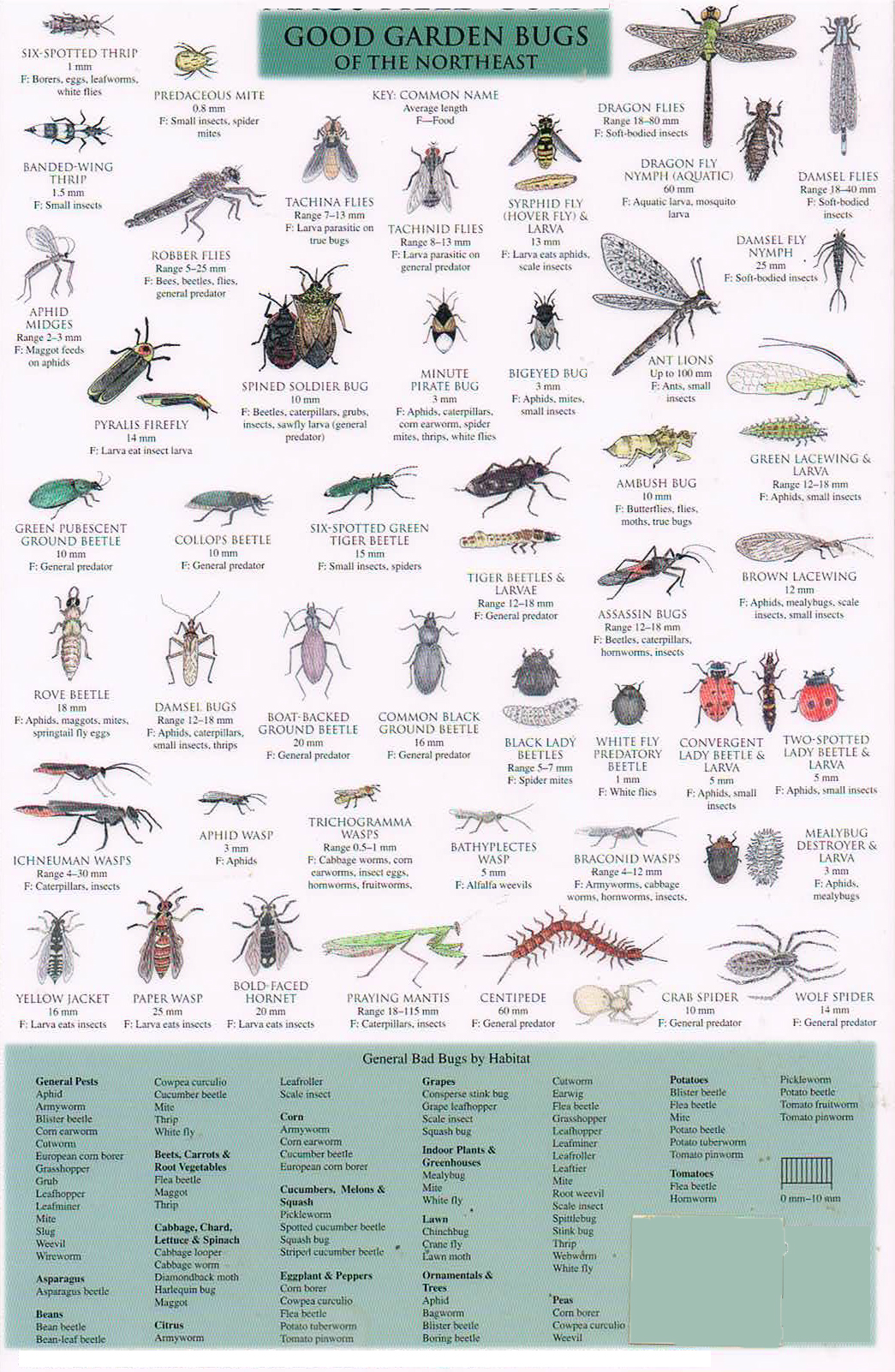 Good Bugs Vs Bad Bugs guide of the Northeast Garden